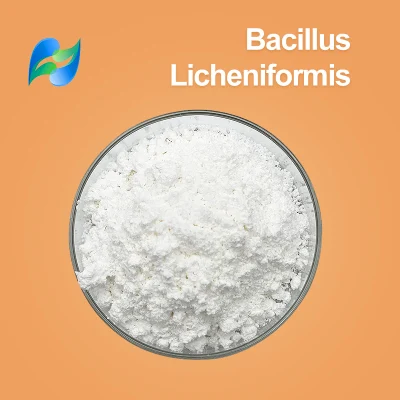 Produits de probiotiques de qualité alimentaire Bacillus Licheniformis CAS 68038-66-4